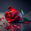 عکس کاربر - Amin 81
