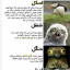 عکس کاربر - اسکل شنقل دنگل