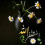 عکس کاربر - نجم الدین ظریفی افغانی 