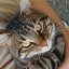 عکس کاربر - گربه