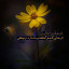 عکس کاربر - زهره خیری 