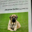 عکس کاربر - dog 🐕