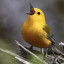 عکس کاربر - bird