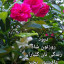 عکس کاربر - h.jeddi