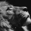 عکس کاربر - Lion