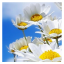 عکس کاربر - Shahriyar.1