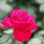 عکس کاربر - mrso