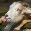 عکس کاربر - 🐐bozijoon🐐