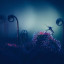 عکس کاربر - sundew