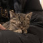 عکس کاربر - najme🐈‍⬛🩶