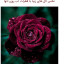 عکس کاربر - علی اصغر 