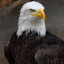 عکس کاربر - Eagle
