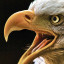عکس کاربر - EAGLE