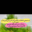 عکس کاربر - عشق السا
