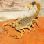 عکس کاربر - SCORPION 