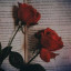 عکس کاربر - zeinab moradi