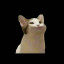 عکس کاربر - Cat