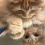 عکس کاربر - ♡Armita♡