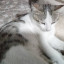 عکس کاربر - CAT