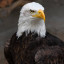 عکس کاربر - Eagle