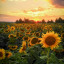 عکس کاربر - sun flower