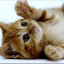 عکس کاربر - BABY CAT
