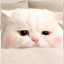 عکس کاربر - 🤍😺میووو میووو😺🤍