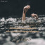 عکس کاربر -    محمد مهدی یوسفی 