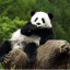 عکس کاربر - panda