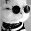 عکس کاربر - 😺یاسین عاشق گربه😺