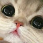 عکس کاربر - MR.CAT