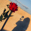 عکس کاربر - zeinab
