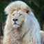 عکس کاربر - ALI 🦁