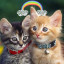 عکس کاربر - ❤🐈I Loev cats 🐈❤