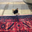عکس کاربر - CAT🐈‍⬛️
