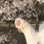 عکس کاربر - خرگوش
