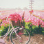 عکس کاربر - zahraamiry