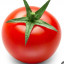 عکس کاربر - گوجه میقولی🍅🍅🍅🍅