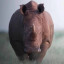 عکس کاربر - Rhino