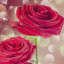 عکس کاربر - علی