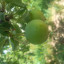 عکس کاربر - dogi_1390