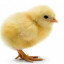 عکس کاربر - bird