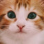 عکس کاربر - Cat