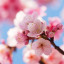 عکس کاربر - Sakura kimura