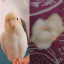 عکس کاربر - 🦋بادوم 🦋جوجو🦋 جوجوعک🦋