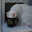 عکس کاربر - cat🐱