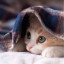 عکس کاربر - HANA (*^^*)