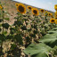 عکس کاربر - Amir.hossin