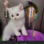 عکس کاربر - برفی پیشی ملوس🐈🐈🐾🐾
