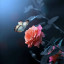عکس کاربر - H.S